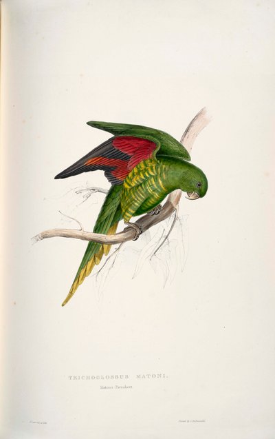 Trichoglossus chlorolepidotus von Edward Lear